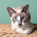 Photo of Violet