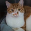 Photo of Griffin