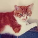 Photo of Griffin