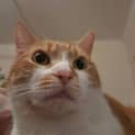 Photo of Griffin