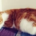 Photo of Griffin