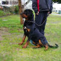 Photo of Onyx