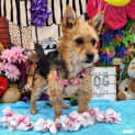 Photo of Flossy
