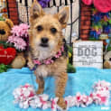 Photo of Flossy