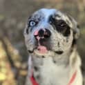 Photo of Milo