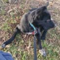 Photo of Penny