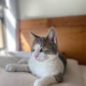 Photo of Catsanova