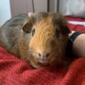 Photo of Olive