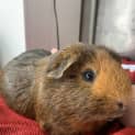 Photo of Olive