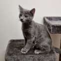 Photo of Clover