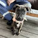 Photo of Miss Ruby   3 Month Old Bull Arab X