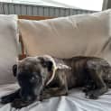 Photo of Miss Ruby   3 Month Old Bull Arab X