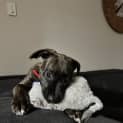 Photo of Miss Ruby   3 Month Old Bull Arab X