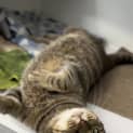 Photo of Ralphie
