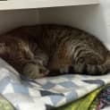 Photo of Ralphie