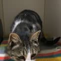 Photo of Cassidy