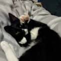 Photo of Peri Peri