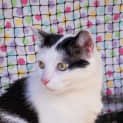 Photo of Cheezburger