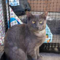 Photo of Gizmo And Stripe