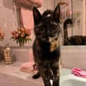 Photo of Sundae