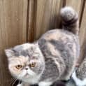 Photo of Chubby