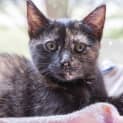 Photo of Odette