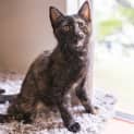 Photo of Odette