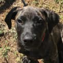 Photo of Nova