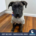 Photo of Miss Ruby   3 Month Old Bull Arab X