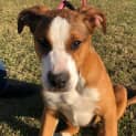 Photo of Willow   14 Week Old Mastiff X (Trial)