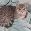 Photo of Prata