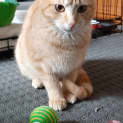 Photo of Carrot