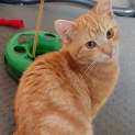 Photo of Carrot