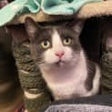 Photo of Loki