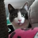 Photo of Loki