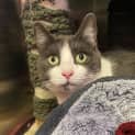 Photo of Loki
