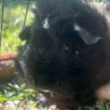 Photo of Beau