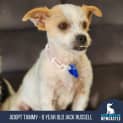 Photo of Tammy 6 Year Old Jack Russell Terrier (Trial)