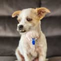 Photo of Tammy 6 Year Old Jack Russell Terrier (Trial)