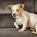 Photo of Tammy 6 Year Old Jack Russell Terrier (Trial)