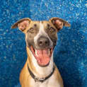 Photo of Enzo