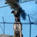 Photo of Enzo
