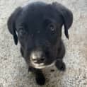 Photo of Jax