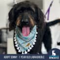 Photo of Sonny 1 Year Old Labradoodle (Hold)