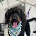Photo of Sonny 1 Year Old Labradoodle (Hold)