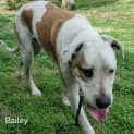 Photo of Bailey 