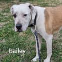 Photo of Bailey 