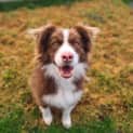 Photo of Broc