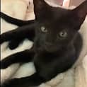 Photo of Mocha