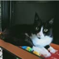 Photo of Duchess